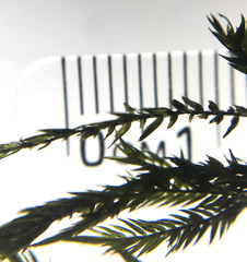 Fontinalis neomexicana