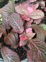 Fittonia