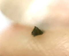 Fontinalis neomexicana