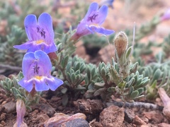 Penstemon caespitosus