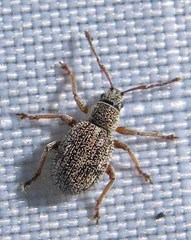 Thricolepis inornata