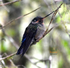 Coeligena helianthea