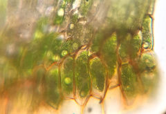 Fontinalis neomexicana