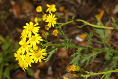 Senecio squalidus