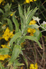 Epilobium hirsutum