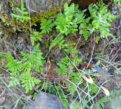 Pentagramma triangularis triangularis