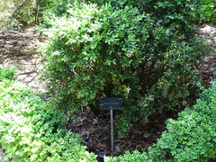 Buxus harlandii