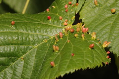 Eriophyes tiliae