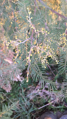 Acacia nanodealbata