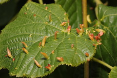 Eriophyes tiliae