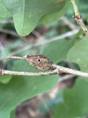 Neuroterus quercusbatatus