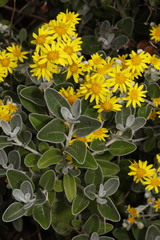 Brachyglottis × jubar