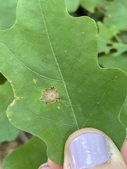 Polystepha quercifolia