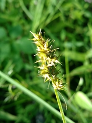Carex laevivaginata