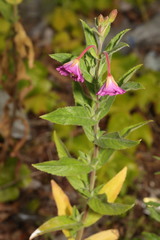 Epilobium hirsutum