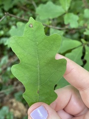 Polystepha quercifolia