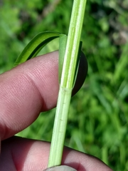Carex laevivaginata