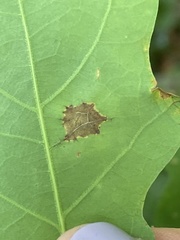 Polystepha quercifolia