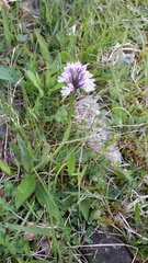 Neotinea tridentata tridentata