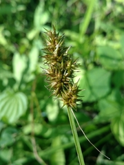 Carex laevivaginata