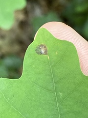 Polystepha quercifolia