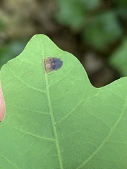 Polystepha quercifolia