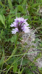 Neotinea tridentata tridentata