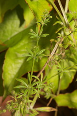 Galium aparine