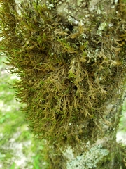 Forsstroemia trichomitria