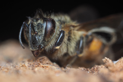 Apis mellifera