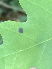 Polystepha quercifolia