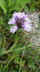 Neotinea tridentata tridentata