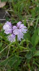 Neotinea tridentata tridentata