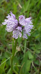 Neotinea tridentata tridentata