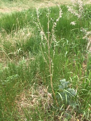 Artemisia absinthium