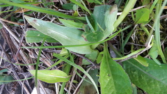 Neotinea tridentata tridentata