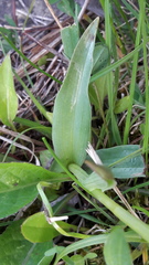 Neotinea tridentata tridentata