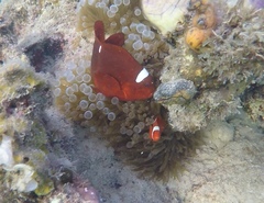 Amphiprion biaculeatus