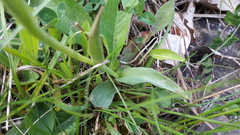 Neotinea tridentata tridentata