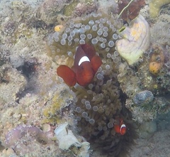 Amphiprion biaculeatus