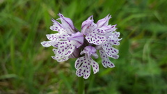 Neotinea tridentata tridentata