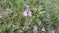 Neotinea tridentata tridentata