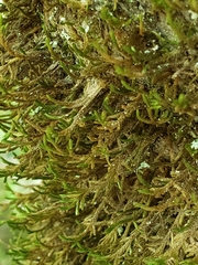 Forsstroemia trichomitria