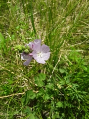 Sidalcea covillei