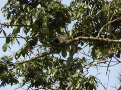 Furnarius leucopus cinnamomeus