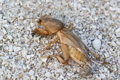 Neoscapteriscus mexicanus