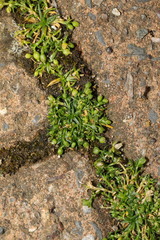 Sagina procumbens