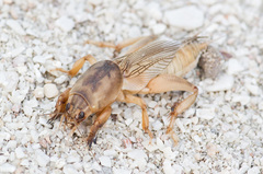 Neoscapteriscus mexicanus