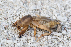 Neoscapteriscus mexicanus