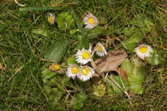Bellis perennis